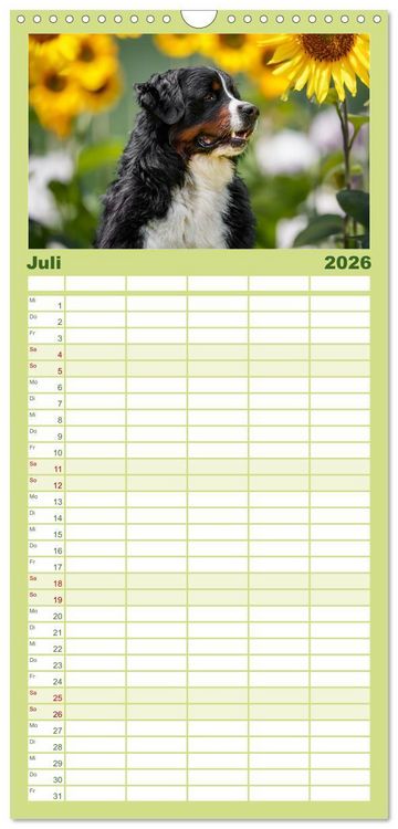Produktbild: Familienplaner 2026 - Berner Sennenhunde - Traumhunde mit Charme mit 5 Spalten (Wandkalender, 21 x 45 cm) CALVENDO