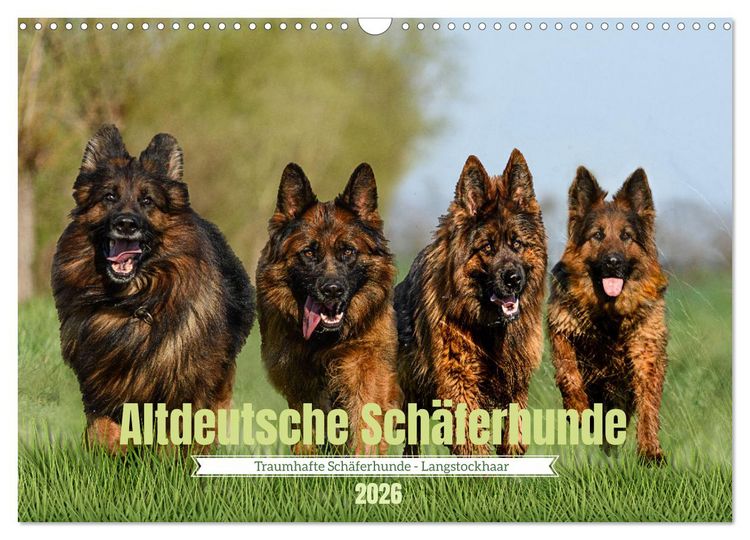 Produktbild: Altdeutsche Sch&auml;ferhunde - Traumhafte Sch&auml;ferhunde Langstockhaar (Wandkalender 2026 DIN A3 quer), CALVENDO Monatskalender