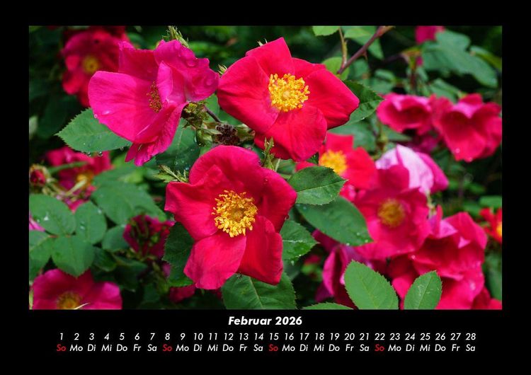 Produktbild: Blumentraum 2026 Fotokalender DIN A3