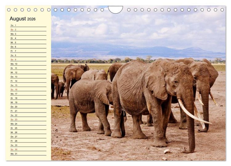 Produktbild: Afrika. Tiere in freier Wildbahn (Wandkalender 2026 DIN A4 quer), CALVENDO Monatskalender
