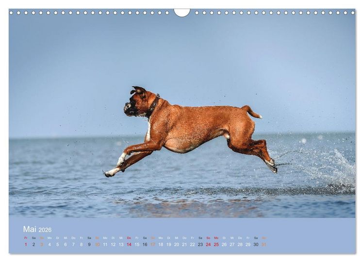 Produktbild: Der Boxer, der beste Hund der Welt (Wandkalender 2026 DIN A3 quer), CALVENDO Monatskalender