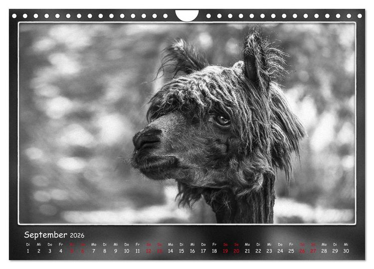 Produktbild: Tieren ins Gesicht geschaut (Wandkalender 2026 DIN A4 quer), CALVENDO Monatskalender