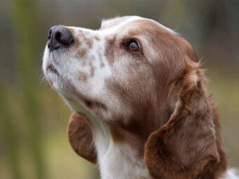Produktbild: Welsh Springer Spaniel (Puzzle)