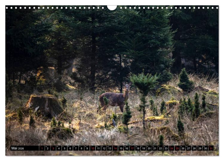 Produktbild: Arnsberger Wald (Wandkalender 2026 DIN A3 quer), CALVENDO Monatskalender