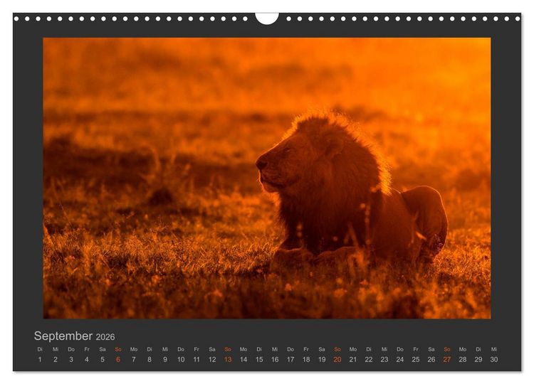 Produktbild: L&ouml;wen Wildlife-Fotografien (Wandkalender 2026 DIN A3 quer), CALVENDO Monatskalender
