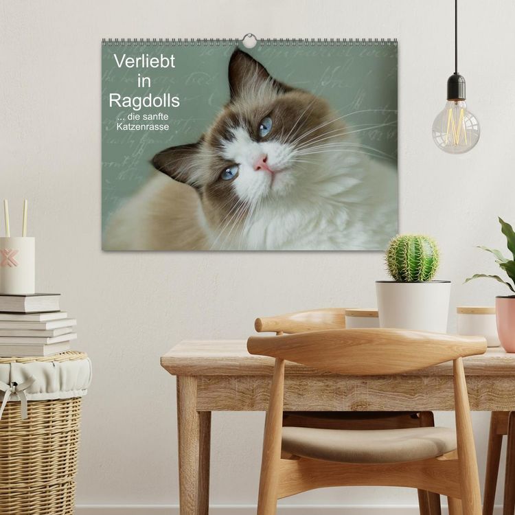 Produktbild: Verliebt in Ragdolls ... die sanfte Katzenrasse (Wandkalender 2026 DIN A3 quer), CALVENDO Monatskalender