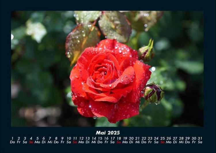 Produktbild: Strahlend sch&ouml;ne Rosen 2025 Fotokalender DIN A4