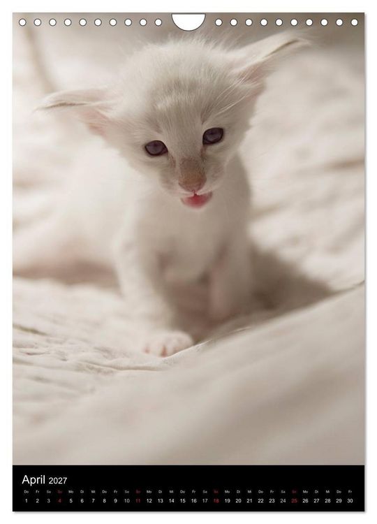 Produktbild: Orientalische Katzen 2027 (Wandkalender 2027 DIN A4 hoch), CALVENDO Monatskalender