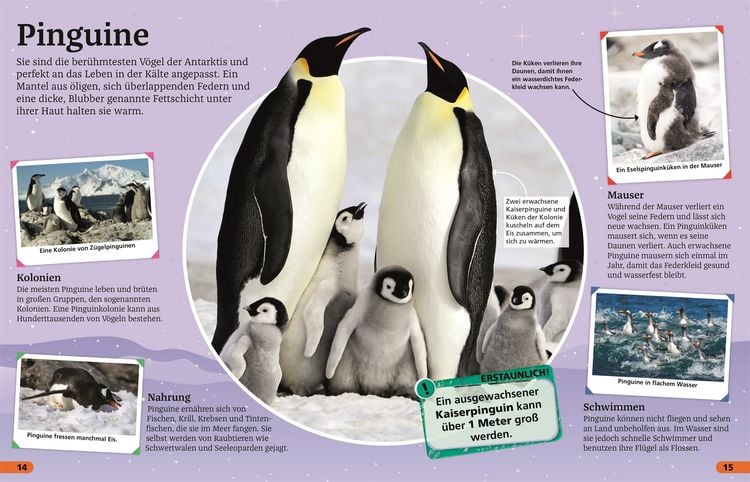 Produktbild: Superchecker! Arktis und Antarktis