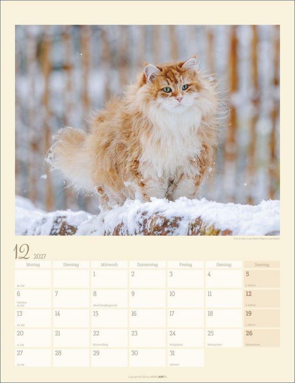 Produktbild: Katzen auf dem Lande Kalender 2027