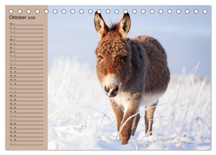 Produktbild: Das Esel-Paradies - Hunde und andere Feunde (Tischkalender 2026 DIN A5 quer), CALVENDO Monatskalender