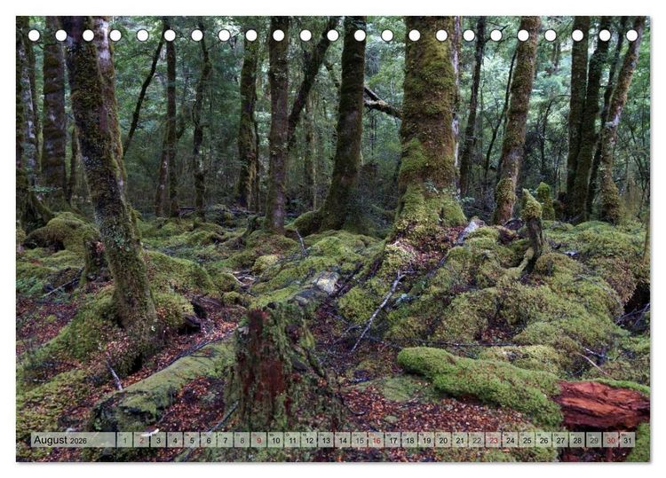 Produktbild: Prim&auml;rwald - Neuseeland (Tischkalender 2026 DIN A5 quer), CALVENDO Monatskalender