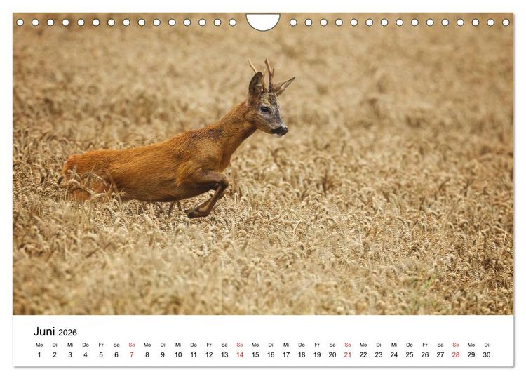 Produktbild: Unsere heimische Tierwelt (Wandkalender 2026 DIN A4 quer), CALVENDO Monatskalender