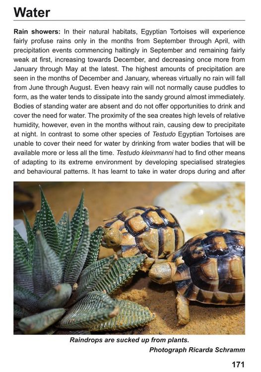 Produktbild: The Egyptian Tortoise, Testudo kleinmanni Lortet, 1883