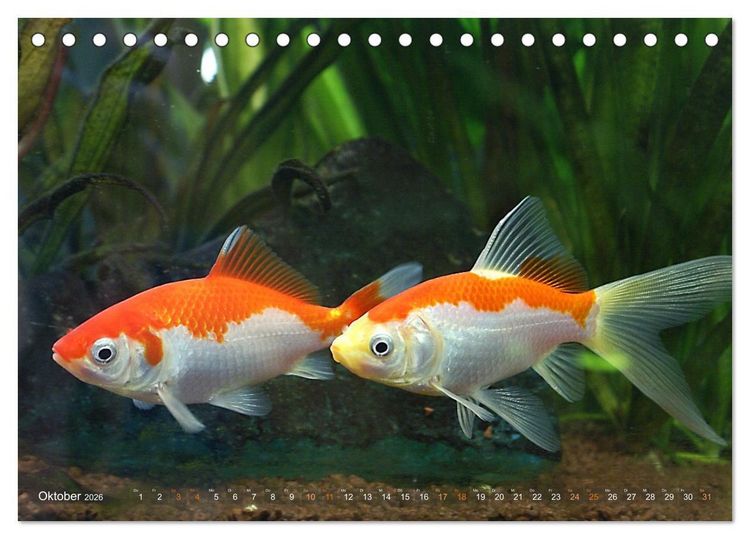 Produktbild: Goldfischportraits (Tischkalender 2026 DIN A5 quer), CALVENDO Monatskalender