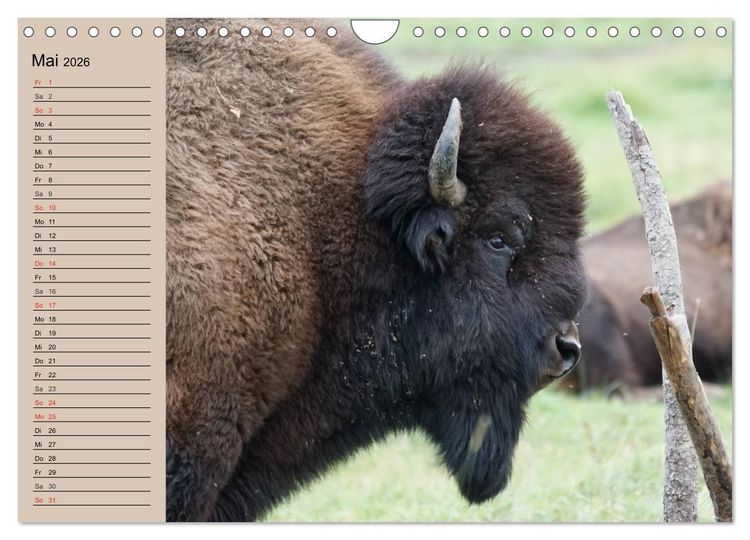 Produktbild: B&uuml;ffel. Wisent und Bison (Wandkalender 2026 DIN A4 quer), CALVENDO Monatskalender