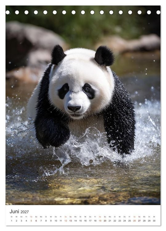Produktbild: Panda Momente (Tischkalender 2027 DIN A5 hoch), CALVENDO Monatskalender