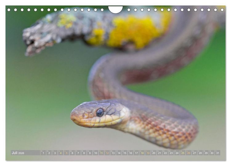 Produktbild: Schlangen: Zupackend (Wandkalender 2026 DIN A4 quer), CALVENDO Monatskalender