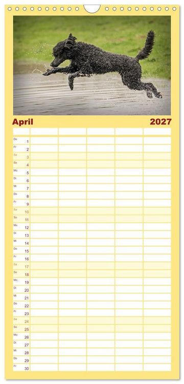 Produktbild: Familienplaner 2027 - Lockenw&ouml;lfe - Energieb&uuml;ndel Pudel mit 5 Spalten (Wandkalender, 21 x 45 cm) CALVENDO