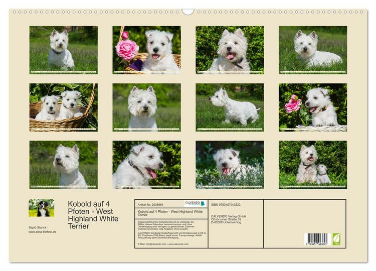 Produktbild: Kobold auf 4 Pfoten - West Highland White Terrier (Wandkalender 2026 DIN A2 quer), CALVENDO Monatskalender