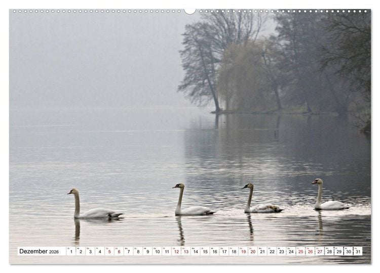 Produktbild: Schw&auml;ne - imposant und faszinierend (hochwertiger Premium Wandkalender 2026 DIN A2 quer), Kunstdruck in Hochglanz