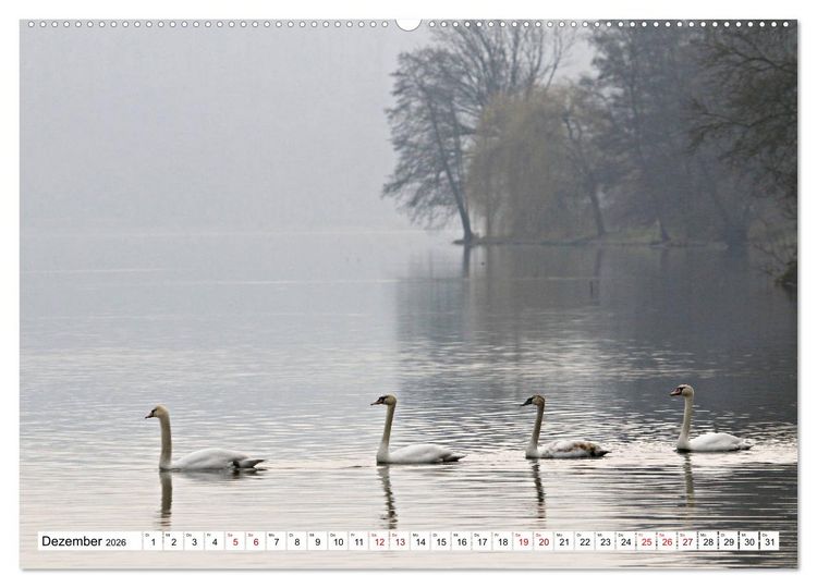 Produktbild: Schw&auml;ne - imposant und faszinierend (Wandkalender 2026 DIN A2 quer), CALVENDO Monatskalender
