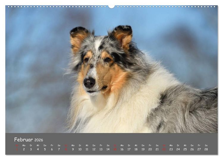 Produktbild: Einmal Collie - immer Collie (Wandkalender 2026 DIN A2 quer), CALVENDO Monatskalender