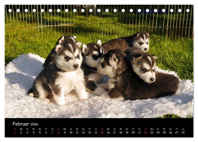 Produktbild: Huskys - Traumhunde (Tischkalender 2026 DIN A5 quer), CALVENDO Monatskalender