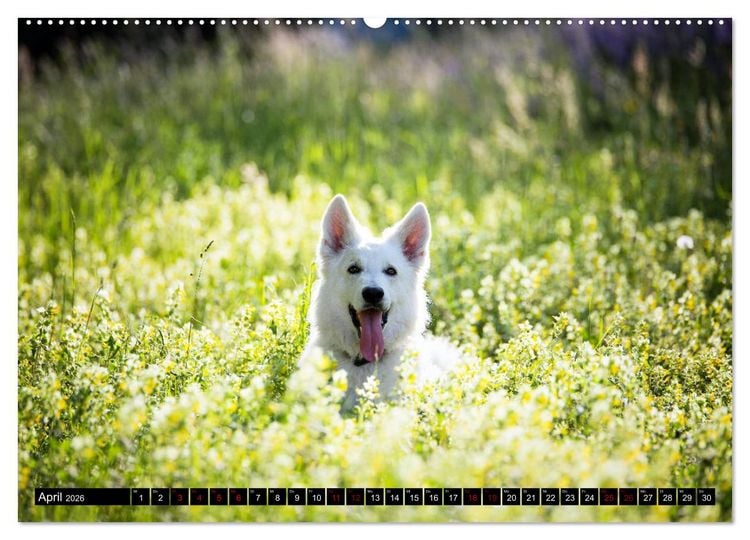 Produktbild: Wei&szlig;e Sch&auml;ferhunde in sch&ouml;nen Landschaften (Wandkalender 2026 DIN A2 quer), CALVENDO Monatskalender