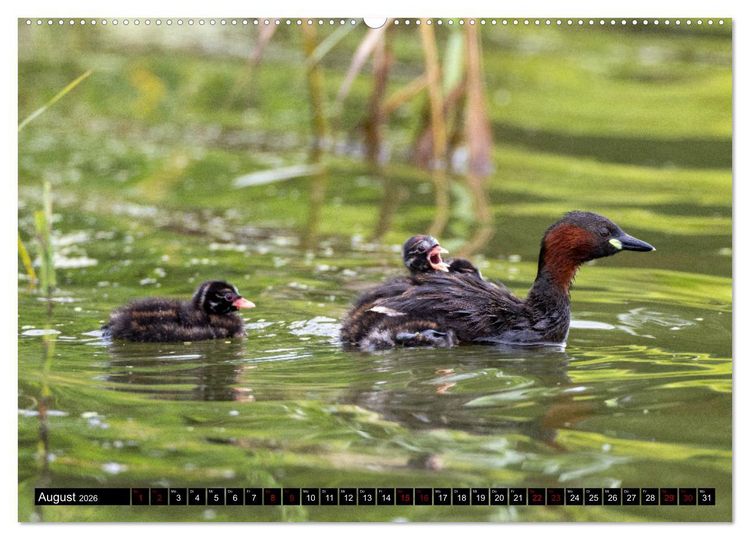 Produktbild: Wasserv&ouml;gel Frankens (hochwertiger Premium Wandkalender 2026 DIN A2 quer), Kunstdruck in Hochglanz