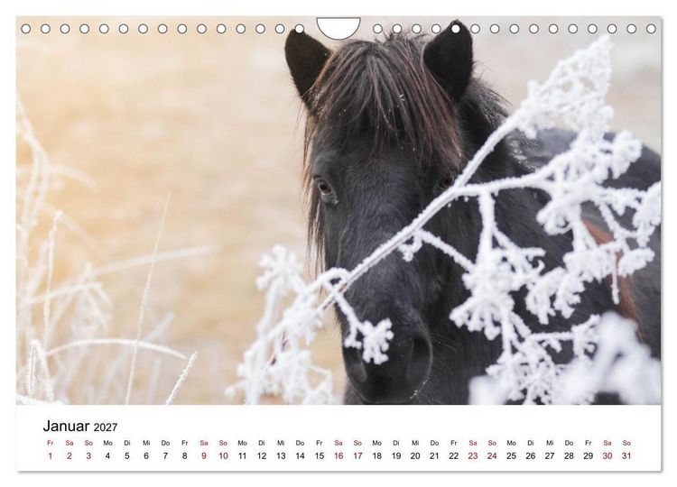 Produktbild: Islandpferde - Hufschlag aus Feuer und Eis (Wandkalender 2027 DIN A4 quer), CALVENDO Monatskalender
