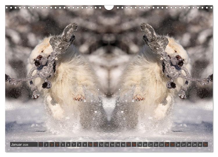 Produktbild: Mit doppelter Power durch das Jahr (Wandkalender 2026 DIN A3 quer), CALVENDO Monatskalender