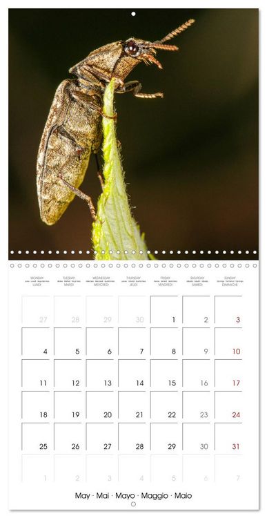 Produktbild: Natural beauty. Close-up insects (Wall Calendar 2026 12 &times; 12 Inch) CALVENDO 12 Month Wall Calendar
