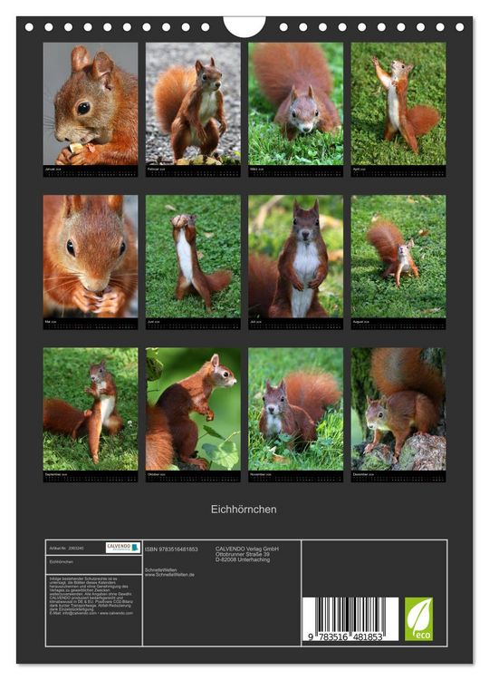 Produktbild: Eichh&ouml;rnchen (Wandkalender 2026 DIN A4 hoch), CALVENDO Monatskalender
