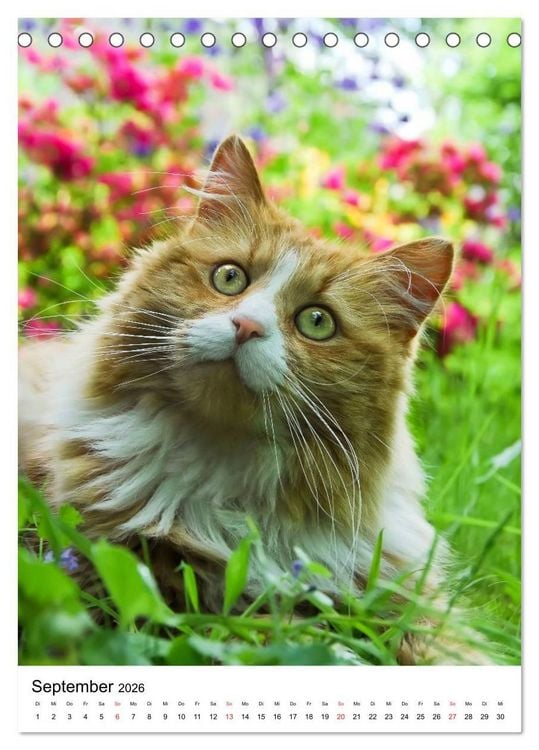 Produktbild: COUNTRY CATS (Tischkalender 2026 DIN A5 hoch), CALVENDO Monatskalender