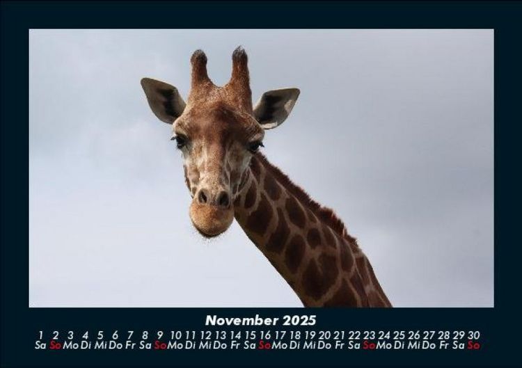Produktbild: Giraffen 2025 Fotokalender DIN A5
