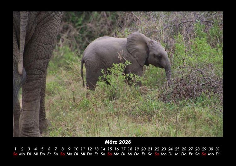 Produktbild: Elefanten - Die sanften Riesen Afrikas 2026 Fotokalender DIN A3