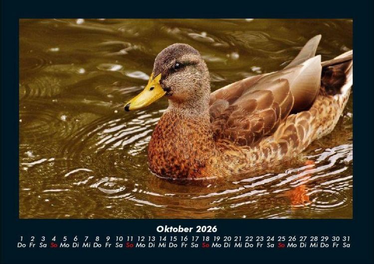 Produktbild: Enten 2026 Fotokalender DIN A4