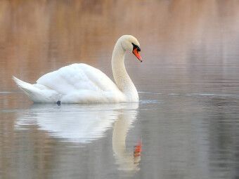 Produktbild: CALVENDO Puzzle Eleganz in Wei&szlig; | 1000 Teile Lege-Gr&ouml;&szlig;e 64x48cm Foto-Puzzle f&uuml;r gl&uuml;ckliche Stunden