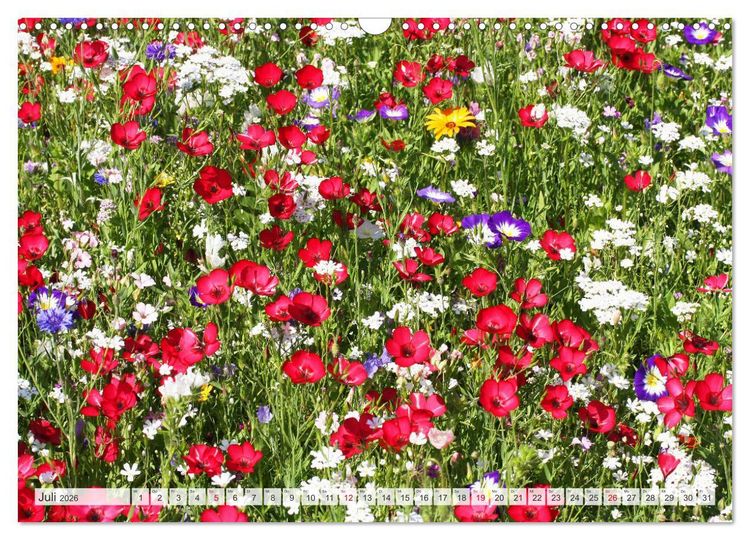 Produktbild: Roter Glanz Bl&uuml;tenpracht (Wandkalender 2026 DIN A3 quer), CALVENDO Monatskalender