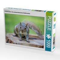 Produktbild: CALVENDO Puzzle Ein Motiv aus dem Kalender Grauh&ouml;rnchen. Die nordamerikanischen Eichh&ouml;rnchen. | 1000 Teile Lege-Gr&ouml;&szlig;e 64x48cm Foto-Puzzle f&uuml;r gl&uuml;ckliche Stunden