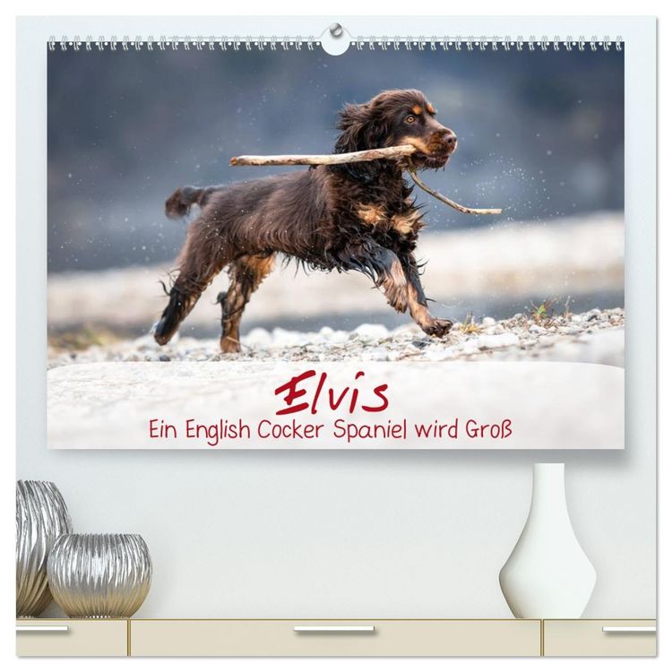 Produktbild: Elvis ein Engl. Cocker Spaniel wird Gro&szlig; (hochwertiger Premium Wandkalender 2026 DIN A2 quer), Kunstdruck in Hochglanz