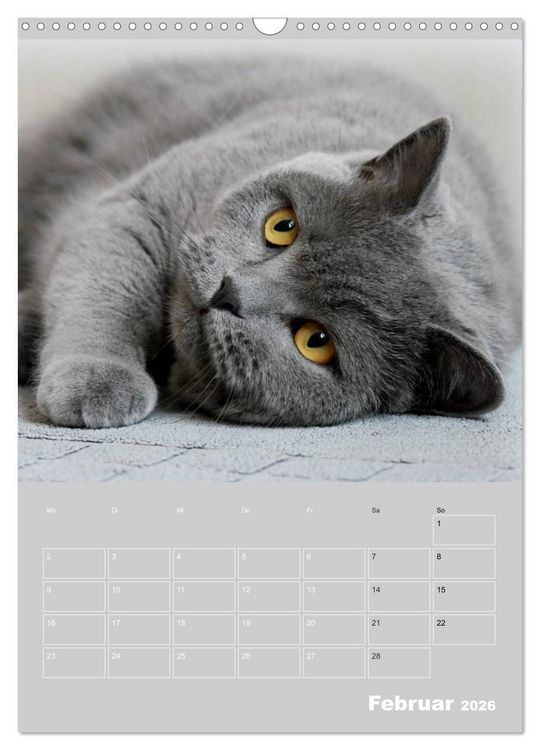 Produktbild: Graue Engel - Britischkurzhaar-Katzen (Wandkalender 2026 DIN A3 hoch), CALVENDO Monatskalender