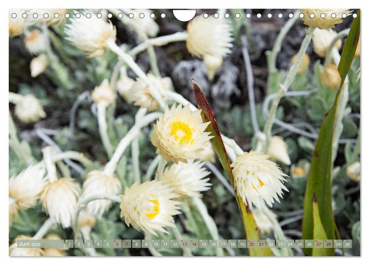 Produktbild: Fynbos - Die einzigartige Flora S&uuml;dafrikas (Wandkalender 2026 DIN A4 quer), CALVENDO Monatskalender