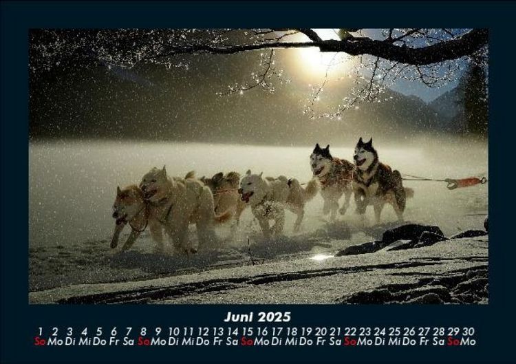 Produktbild: Hunde 2025 Fotokalender DIN A5
