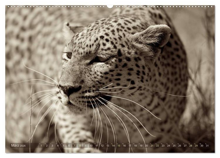 Produktbild: Botswana &ndash; Impressionen aus Afrika (hochwertiger Premium Wandkalender 2026 DIN A2 quer), Kunstdruck in Hochglanz