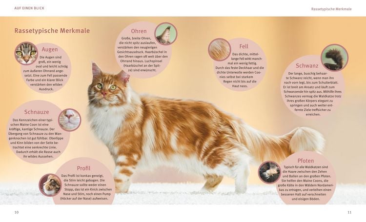 Produktbild: Maine Coon