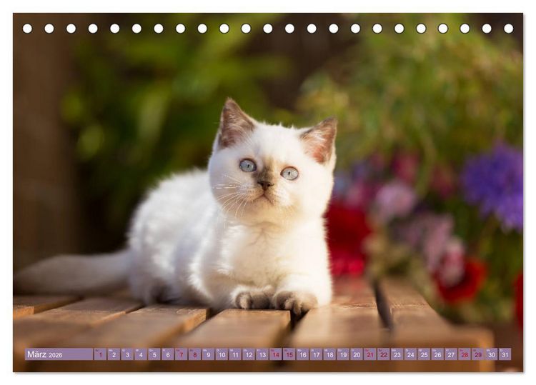 Produktbild: Kittens - Britisch Kurzhaar Katzenkinder (Tischkalender 2026 DIN A5 quer), CALVENDO Monatskalender