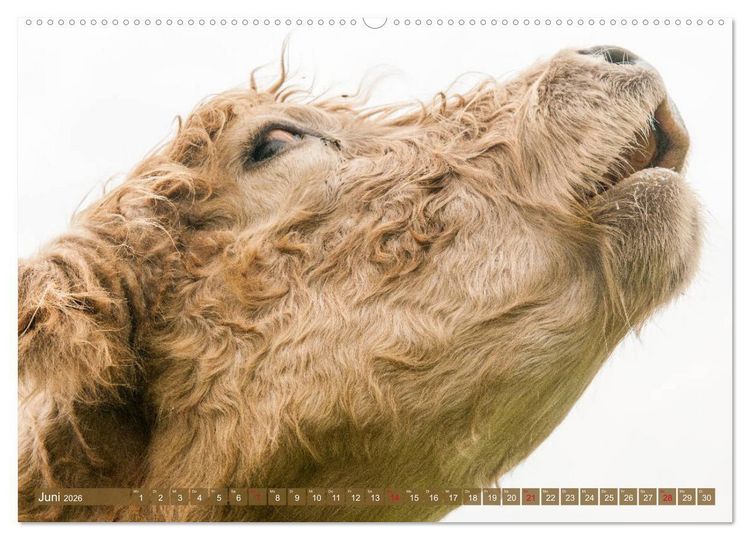 Produktbild: Sch&ouml;ne Schotten - Galloway im Portr&auml;t (Wandkalender 2026 DIN A2 quer), CALVENDO Monatskalender