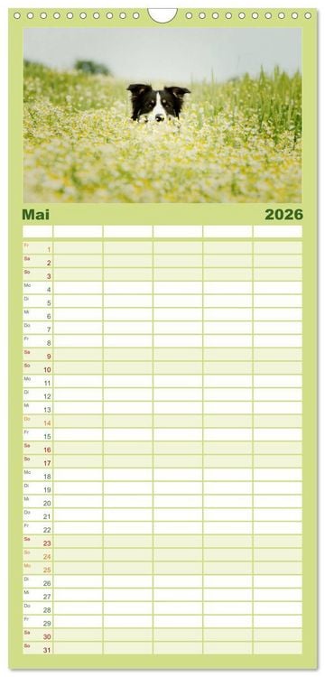 Produktbild: Familienplaner 2026 - Der Bordercollie-Kalender mit 5 Spalten (Wandkalender, 21 x 45 cm) CALVENDO